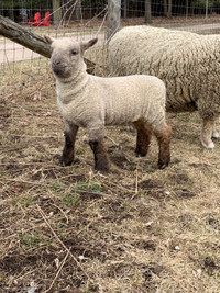 Purebred Babydoll lambs