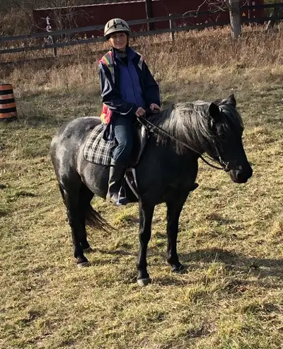 Large pony mare is available as a free lease to a trail riding or therapy home. 14.1hh. Blue roan. B...