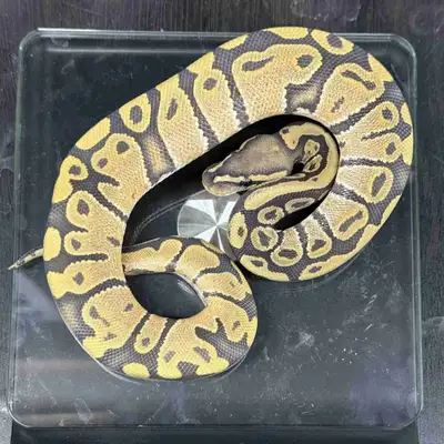 Such a simple yet beautiful combo! In a visual pied, it’s going to look stunning. As a pet, he’s onl...