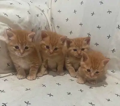 KITTEN for sale, View more