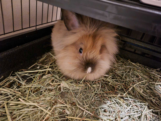 Lionhead rabbits with 2 cages and supplies in Small Animals for Rehoming in Leamington - Image 3