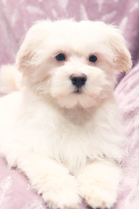 Maltese High Quality Beautiful Puppies