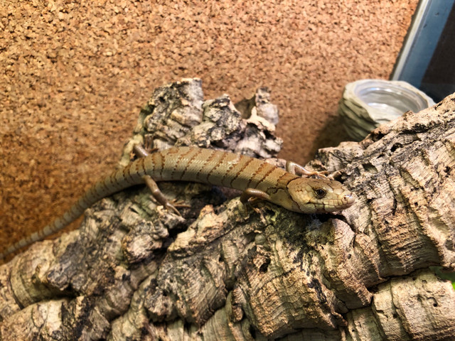 Pink Tongue Skink Lizards in Reptiles & Amphibians for Rehoming in Burnaby/New Westminster
