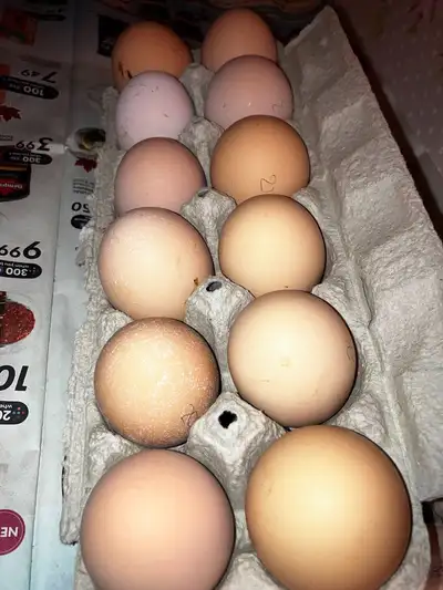 Hatching Eggs - Plymouth Barred Rock, View more