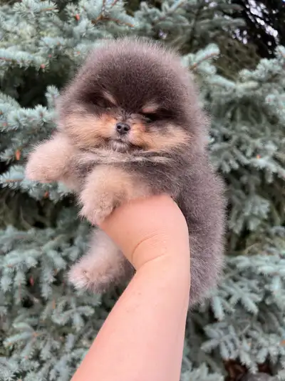 Reserved! Super tiny blue and tan female Pomeranian, View more