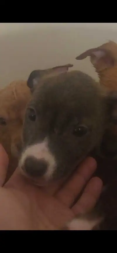 American dog puppies, View more