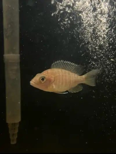 female gray peacock cichlid, View more