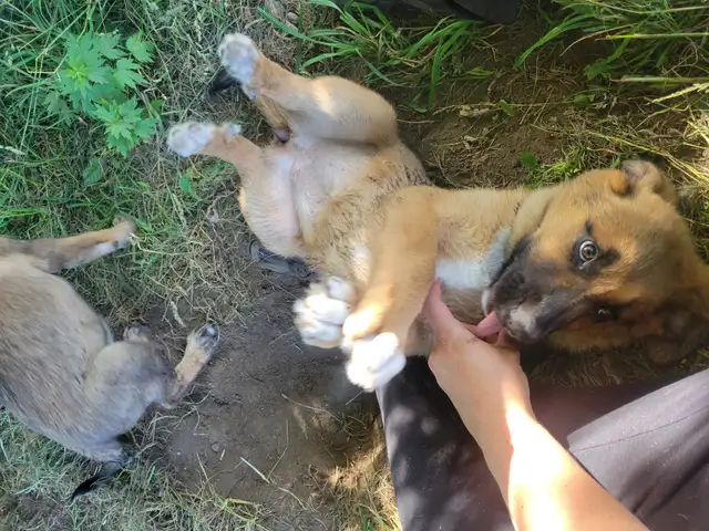 Caucasian/Dutch Sheppard & Bernese mountain cross puppies in Dogs & Puppies for Rehoming in Kitchener / Waterloo - Image 5