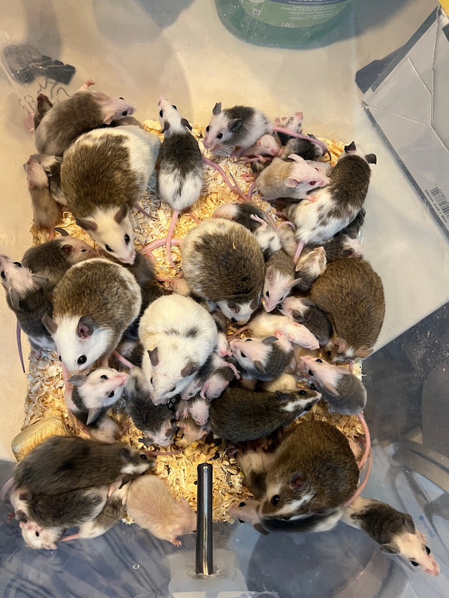 African Soft Fur Rats, (ASF’S) Live or Frozen Available!  in Reptiles & Amphibians for Rehoming in Edmonton - Image 4