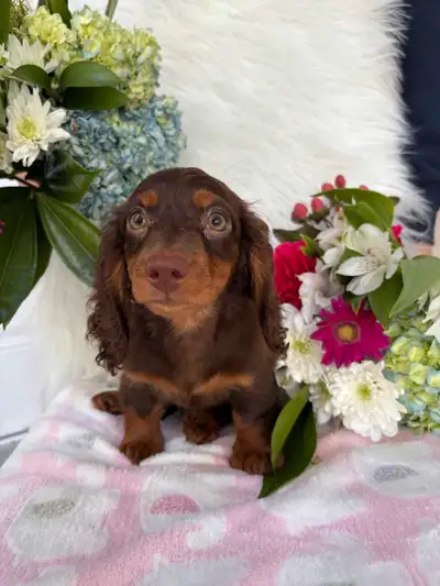 Pure Long Hair Miniature Dachshund Puppies Available , View more
