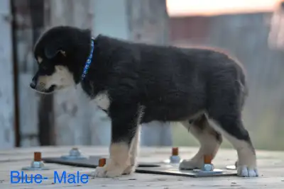 Pomklee Pups "Mini Husky, View more