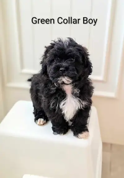 Shih Tzu  x Mini Poodle Pups '  **2 PUPPIES LEFT**, View more