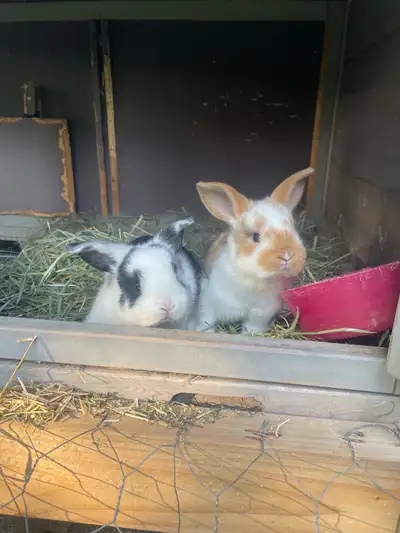 holland lop/Satin bunnies, View more