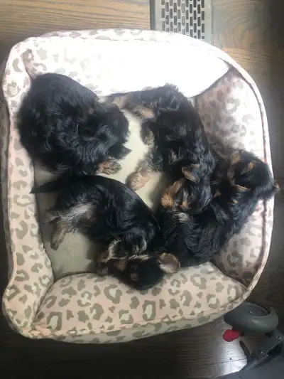 Yorkies puppy , View more