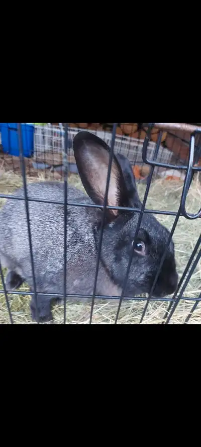 This is my rabbit Thumper. I have to rehome him due to the fact I'm moving in the summer and unable...