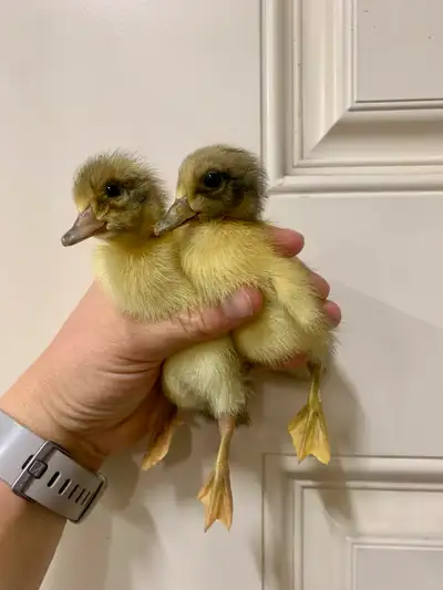 I have approx 15 pure welsh halrequin ducklings left. 3-4 days old More hatching this weekend Locate...
