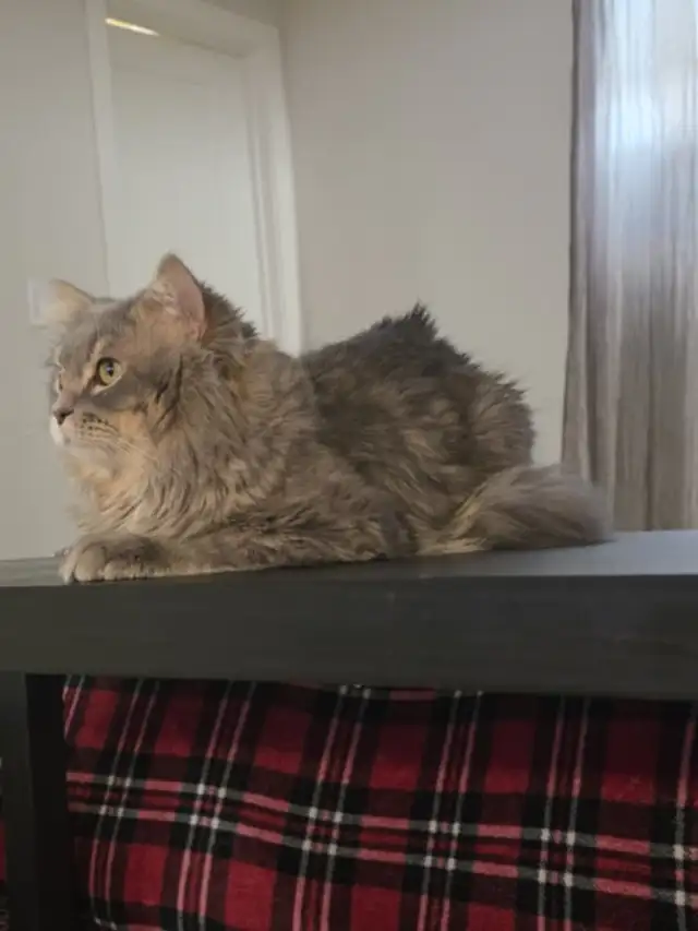 CAT (siberian ragdoll)