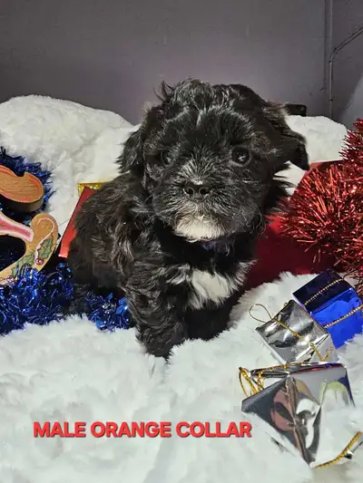 Shihtzu  Poodle pups, View more