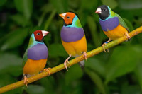beautiful Gouldian Finches avaliable at TT pets