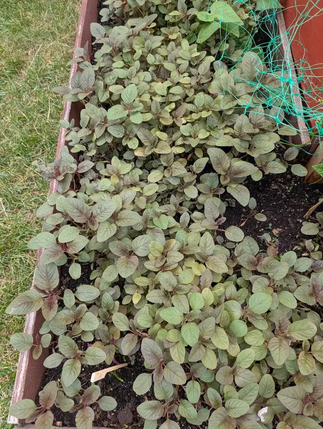 Red Spinach (Cheers) plants62863267146754121