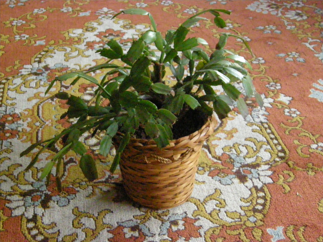 House plants in Other in Markham / York Region - Image 4
