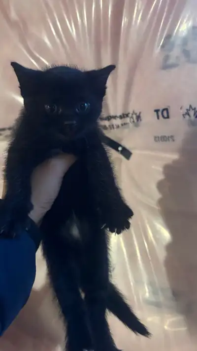 KITTENS FOR SALE, View more