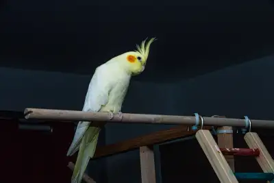 cockatiel FEMALE 1year old, View more