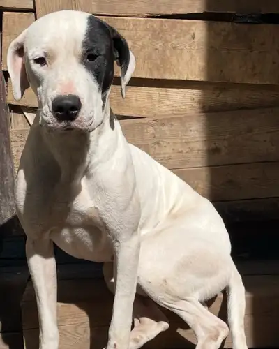 Dogs looking for a forever home ASAP!, View more