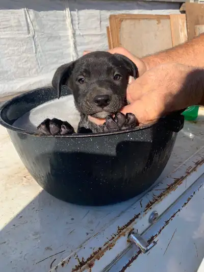Boxer labs $650, View more