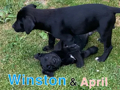 Labrador Puppies ready for forever homes!, View more