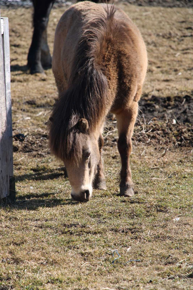 Miniature horse female buckskin in Livestock in Ottawa - Image 3