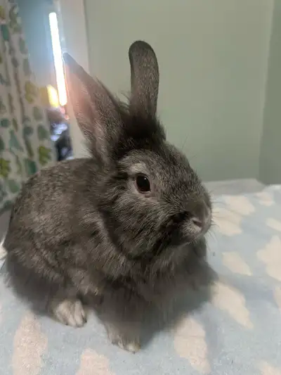 Beautiful blue gray girl bunny, View more
