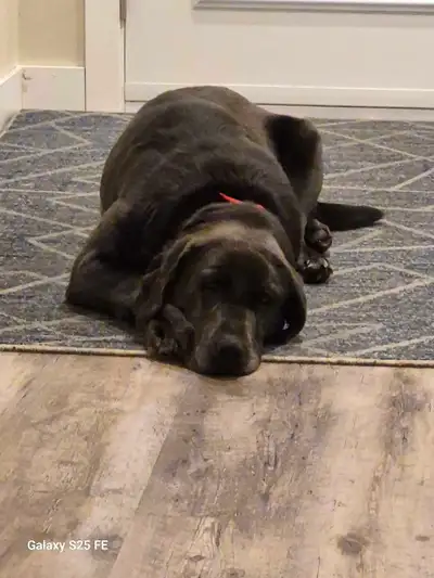 Charcoal lab, Female, CKC registered , View more