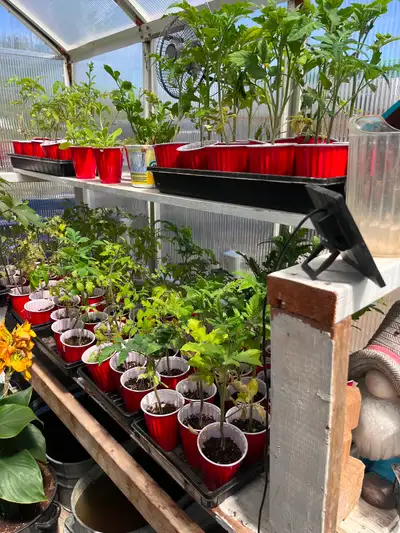 Beef steak tomato plants, View more
