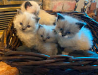 Ragdoll cross kittens