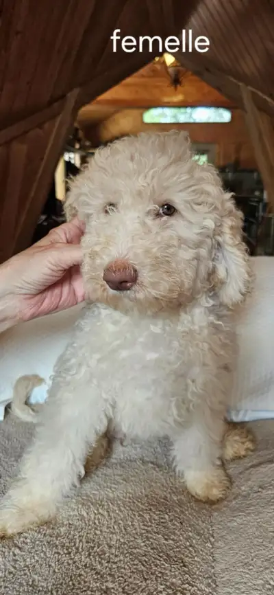 Chiots de papa Caniche Royal et maman Caniche 4 femelles, 1 mâle avec carnet de santé nés le 20 mars...