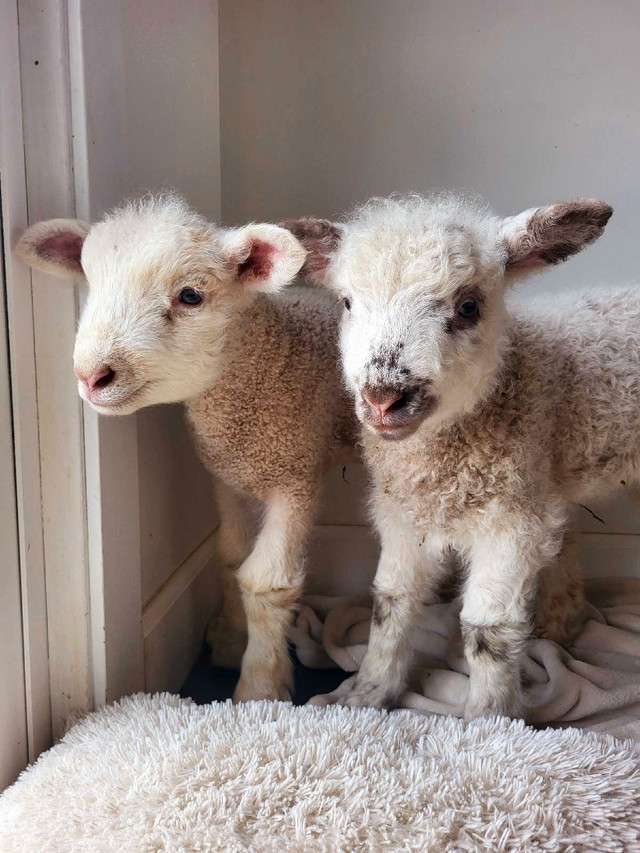 Beautiful baby lambs in Livestock in Chilliwack - Image 2