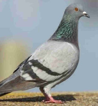 ISO Free pigeons or near free