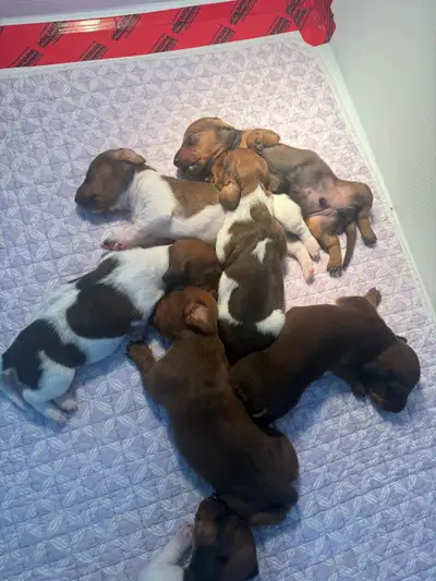 Dachshund Puppies, View more