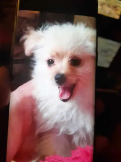 1 male puppy..born March 24th ..ready to go. $475 ..very playful affectionate sweet boy ( pappillion...