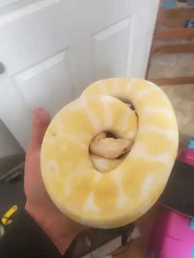 albino ball python, View more
