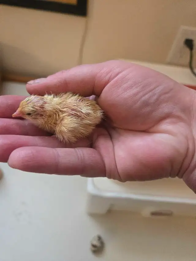 Jumbo Cortunix hatching eggs in Livestock in Strathcona County - Image 3