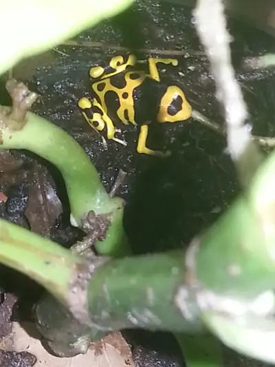 Dendrobates leucomelas, Bumblebee Dart Frogs, View more
