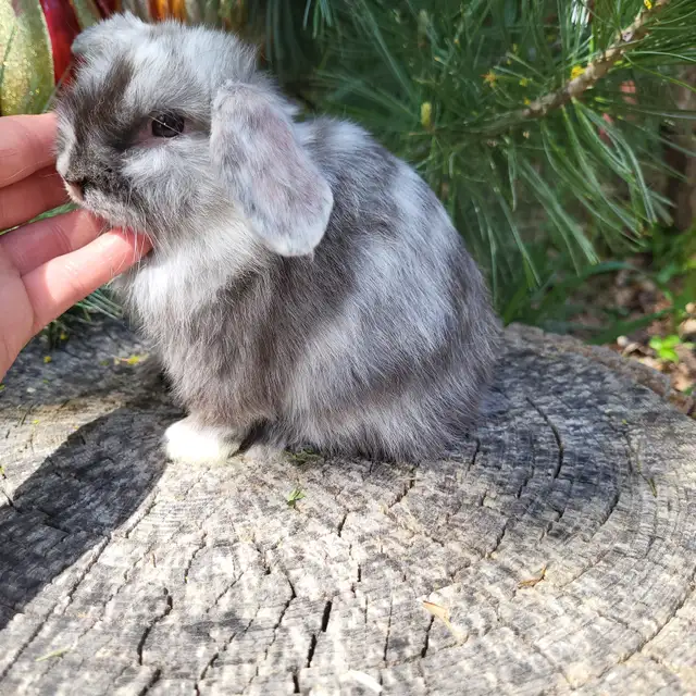 EXTRAORDINARY Netherland dwarf,  mini rex, Holland lop bunnies in Small Animals for Rehoming in Mississauga / Peel Region - Image 6