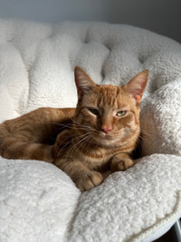 Male orange cat for sale 