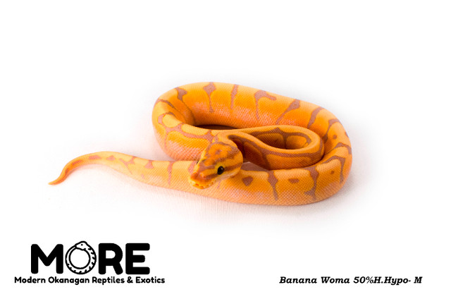 *NEW* Baby Ball Pythons for Sale! in Reptiles & Amphibians for Rehoming in Kelowna - Image 3