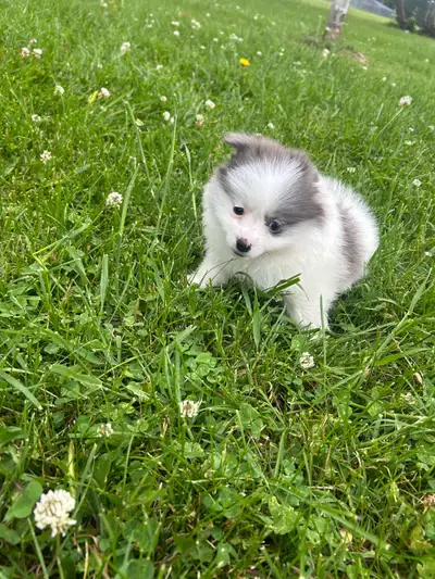 Pomeranian  puppies, View more