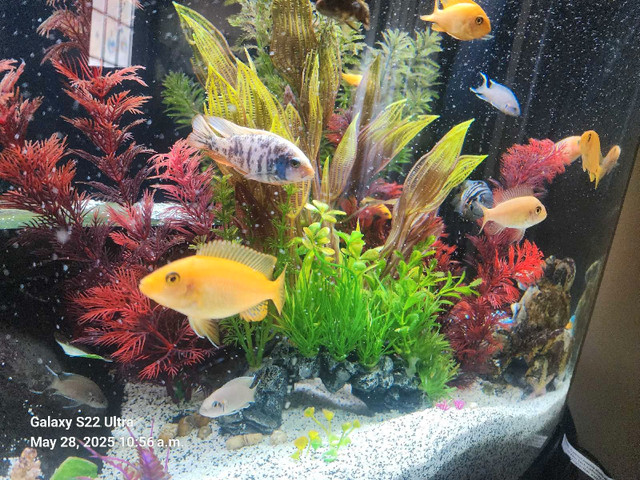 multi colors cichlid fry in Fish for Rehoming in Red Deer - Image 3