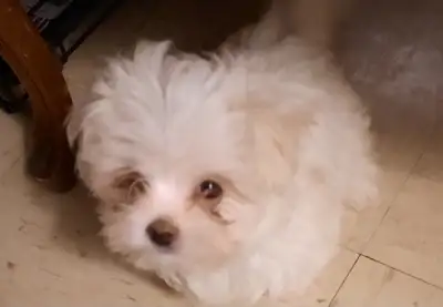 MALTESE PUPPIES, View more