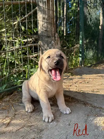 kangal puppies for sale!, View more